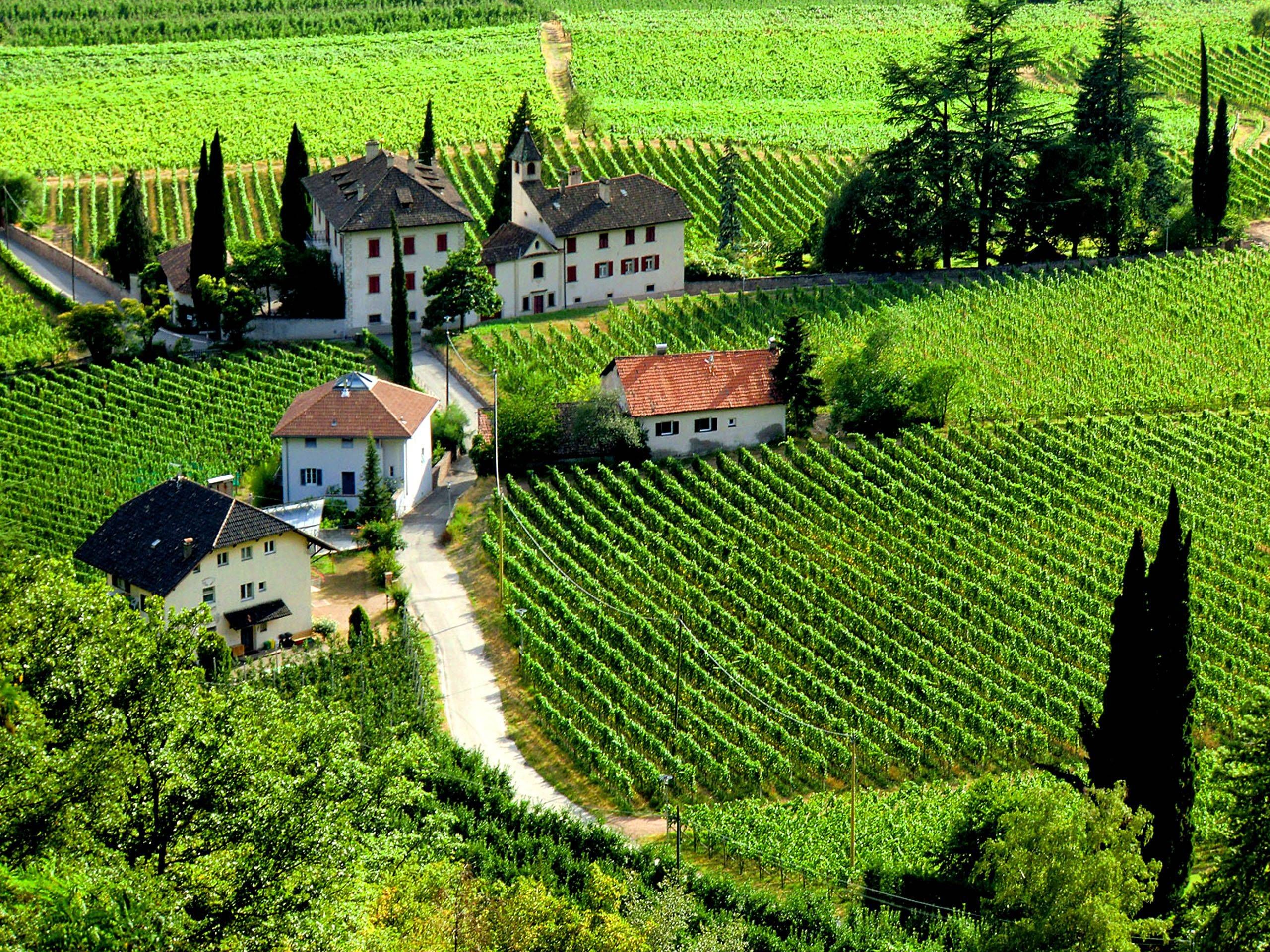 vineyards-Terlan-Trentino-Alto-Adige-Südtirol-Italy.jpg
