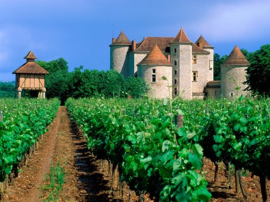 classic_french_vineyards